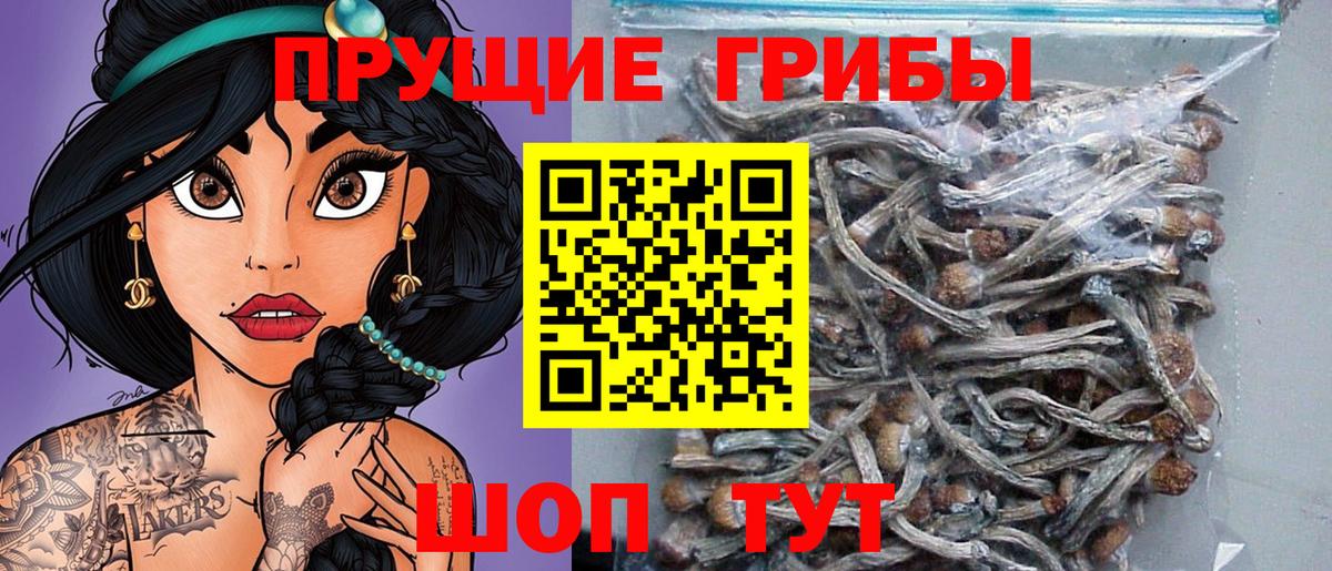Галлюциногенные грибы Psilocybe Химки